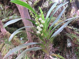 10. Angraecum striatum - Ø - OrchidaceaeIMG_2766.JPG