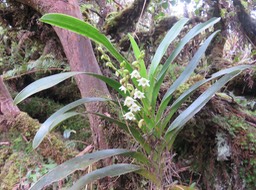 11. Angraecum striatum - Ø - Orchidaceae IMG_2767.JPG