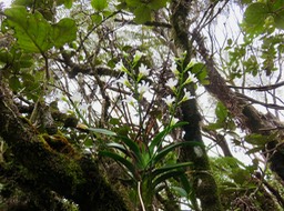 12. Beclardia macrostachya - Orchidée Muguet -  ORCHIDACEAE -indigène   IMG_2768.JPG