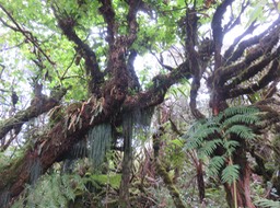 13. Vittaria isoetifolia - Fougère ficelle - Pteridaceae - Indigène de La Réunion   IMG_2769.JPG
