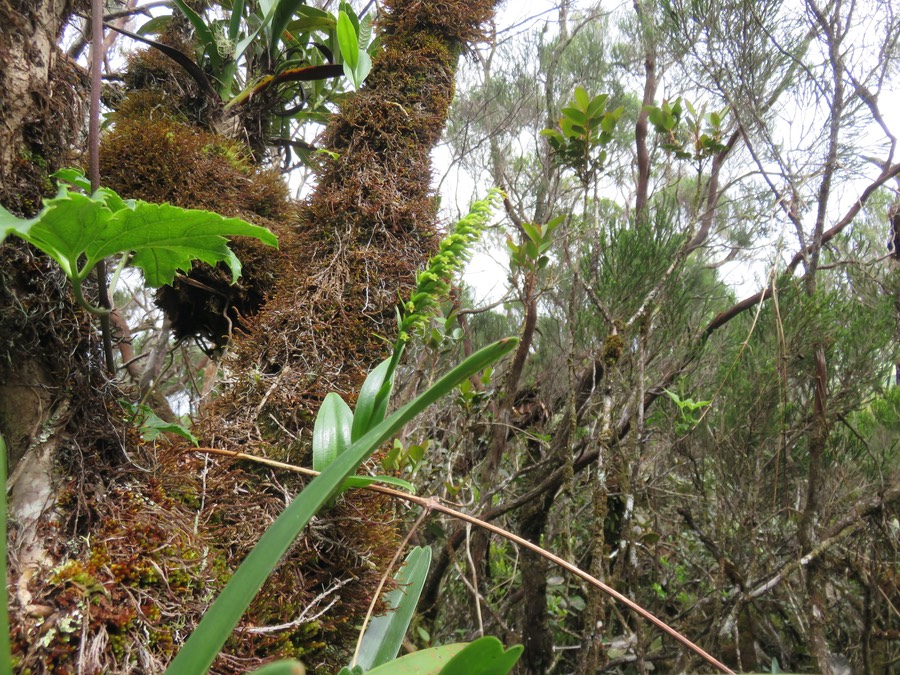 15. Benthamia nigrescens  - - Orchidaceae - Indigène Réunion IMG_2772.JPG