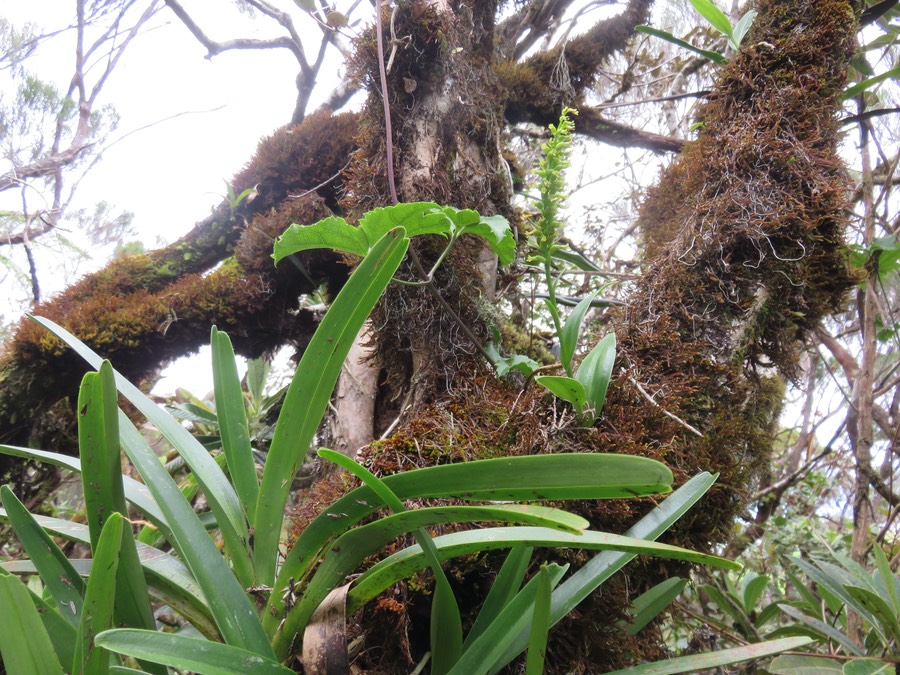 16. Benthamia nigrescens  - - Orchidaceae - Indigène Réunion IMG_2775.JPG