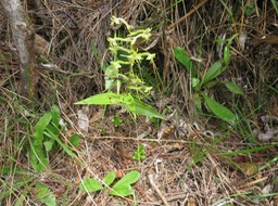 17. Habenaria frappieri - Ø - Orchidaceae - endémique Réunion IMG_2776.JPG