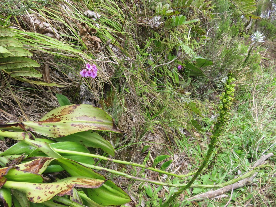 18.  Cynorkis castillonii castillonii = Physoceras castillonii Orchidacea  - Benthamia latifolia à droite