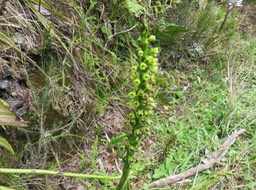 19. Benthamia latifolia - Ø - Orchidaceae -endémique La Réunion et île Maurice.  IMG_2778.JPG