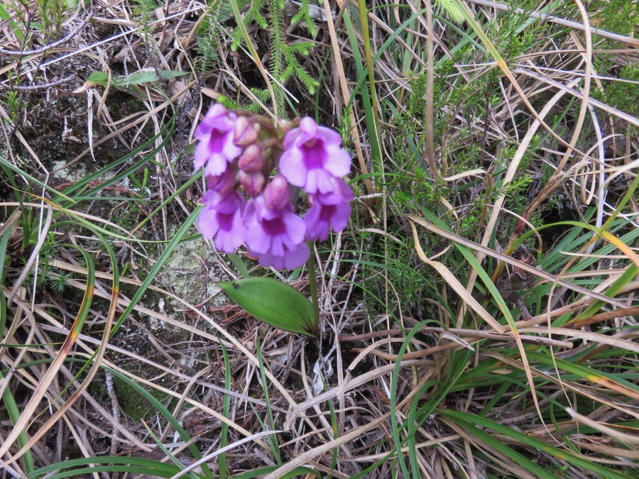 21.  Cynorkis castillonii castillonii = Physoceras castillonii Orchidacea -endémique Réunion IMG_2780.JPG