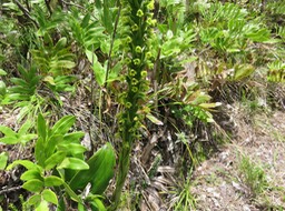 22. Benthamia latifolia - Ø - Orchidaceae -endémique La Réunion et île Maurice.  IMG_2782.JPG