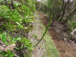 23. Benthamia latifolia - Ø - Orchidaceae -endémique La Réunion et île Maurice.  IMG_2783.JPG