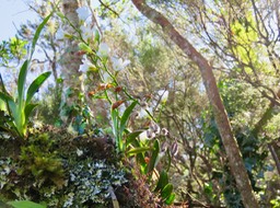 3. Beclardia macrostachya - Orchidée Muguet -  ORCHIDACEAE -indigène