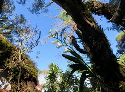 4. Beclardia macrostachya - Orchidée Muguet -  ORCHIDACEAE -indigène  IMG_2752.JPG