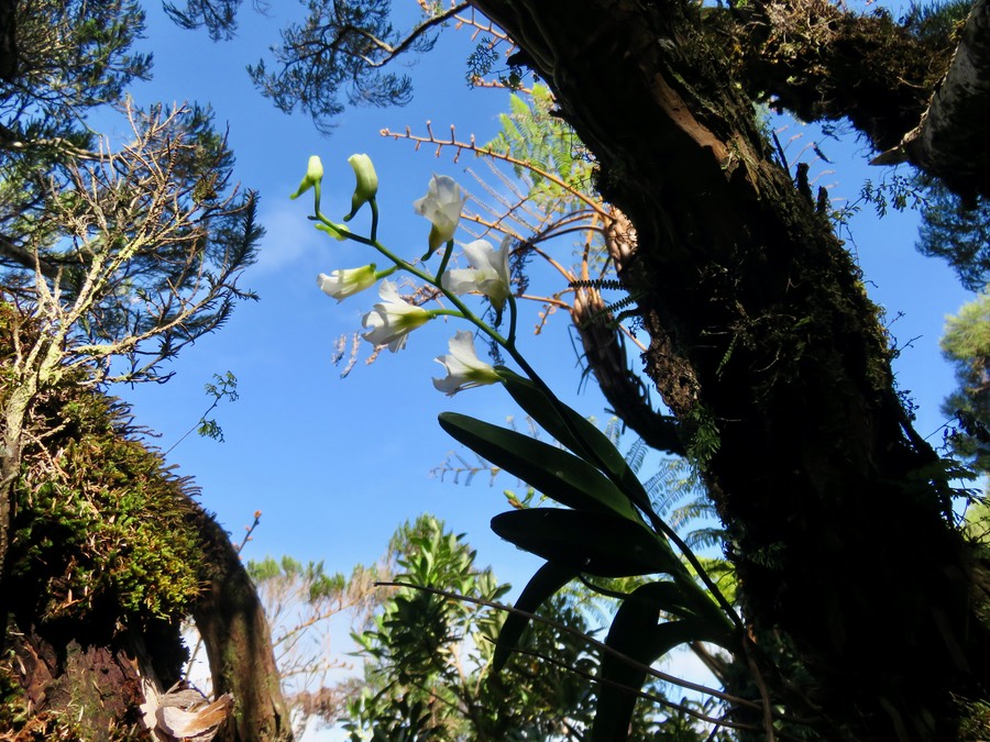 5. Beclardia macrostachya - Orchidée Muguet -  ORCHIDACEAE -indigène  IMG_2753.JPG