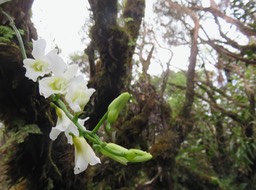 6. Beclardia macrostachya - Orchidée Muguet -  ORCHIDACEAE -indigène  IMG_2760.JPG