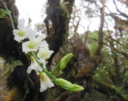 7. Beclardia macrostachya - Orchidée Muguet -  ORCHIDACEAE -indigène IMG_2761.JPG