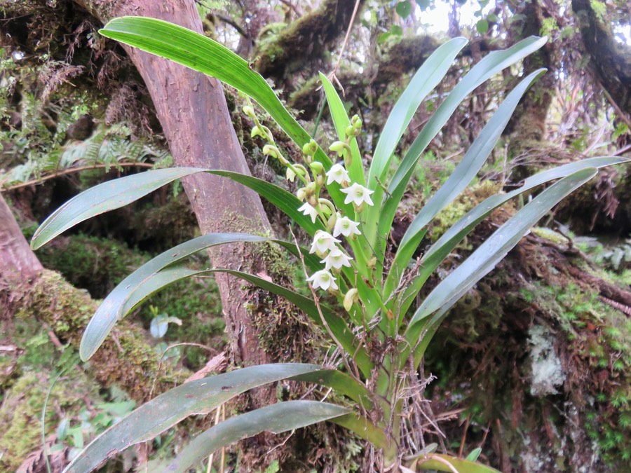 8. Angraecum striatum - Ø - OrchidaceaeIMG_2764.JPG