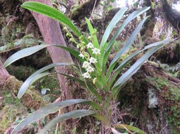 9. Angraecum striatum - Ø - Orchidaceae IMG_2765.JPG