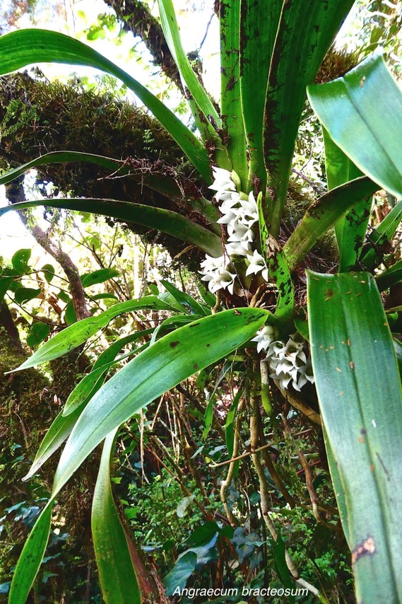 Angraecum bracteosum.orchidaceae.endémique Réunion.P1028121
