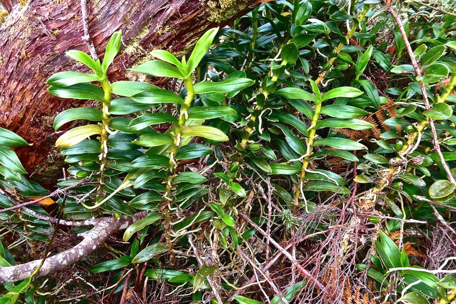 Angraecum costatum. (avec fruits ) orchidaceae.endémique Réunion.P1028398