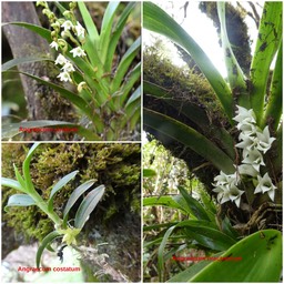 Angraecum striatum, costatum, bracteosum - EPIDENDROIDEAE - Endémique Réunion 