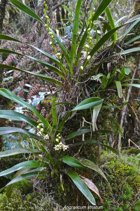 Angraecum striatum.orchidaceae.endémique Réunion.P1028235