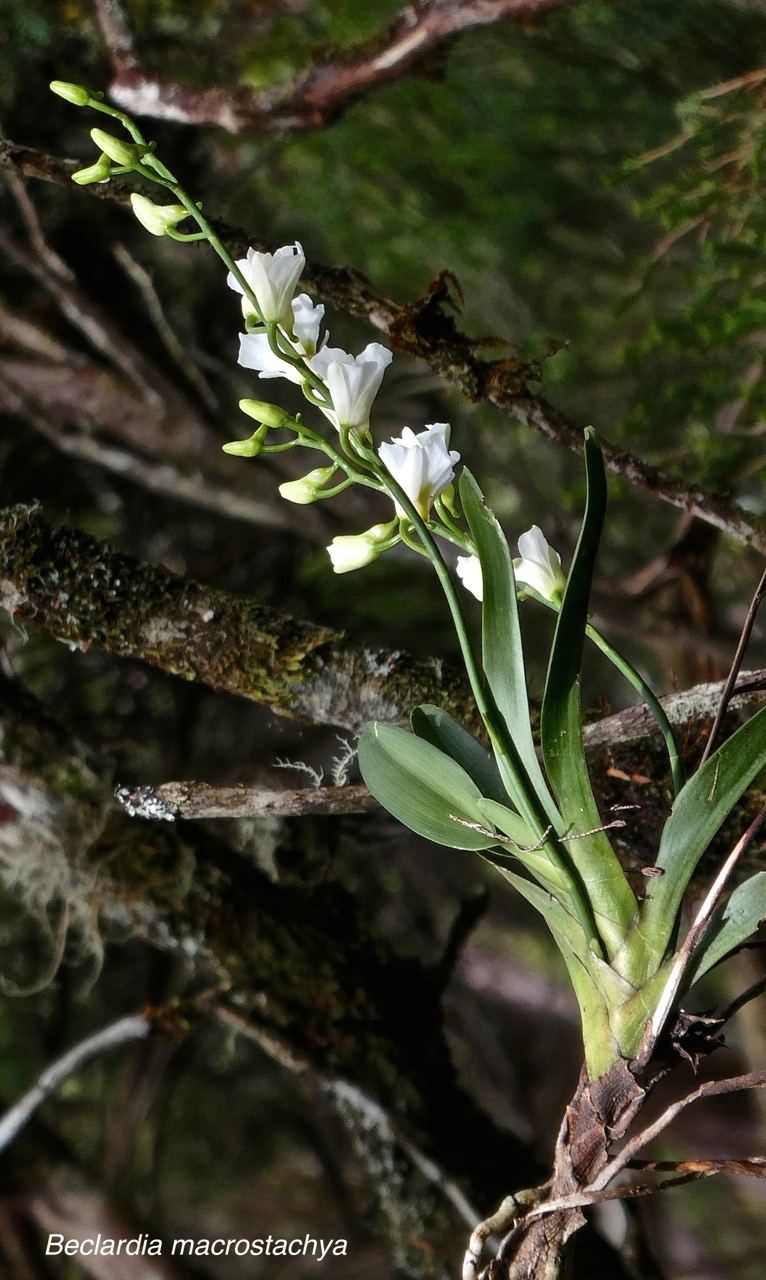 Beclardia macrostachya.orchidaceae.indigène Réunion.P1028249