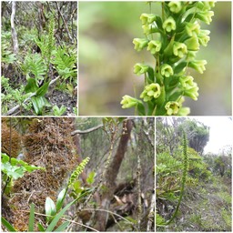 Benthamia latifolia - ORCHIDOIDEAE - Indigène Réunion 