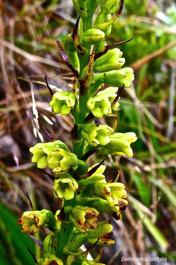 Benthamia latifolia .( inflorescence ).orchidaceae.endémique Réunion Maurice.P1028340