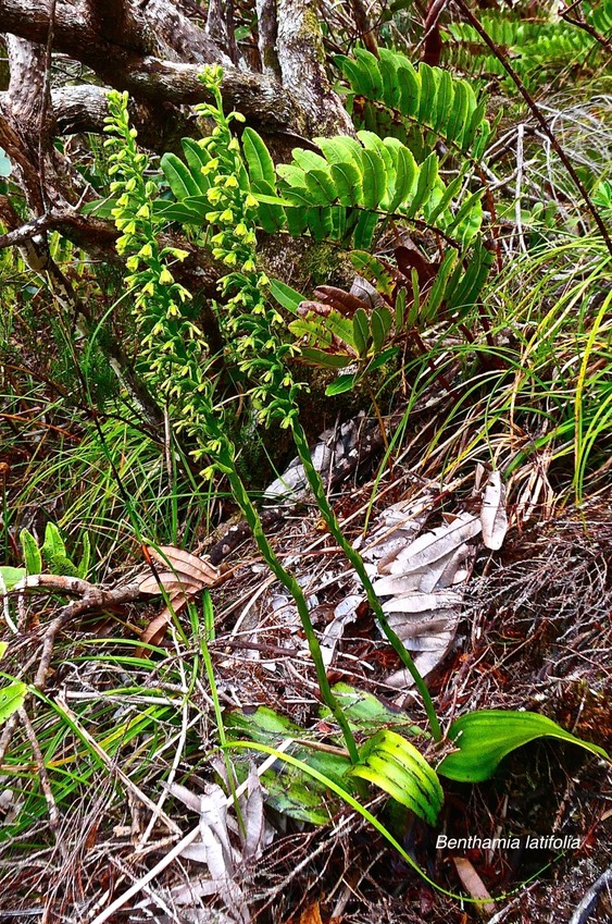 Benthamia latifolia.orchidaceae.endémique Réunion Maurice.P1028370