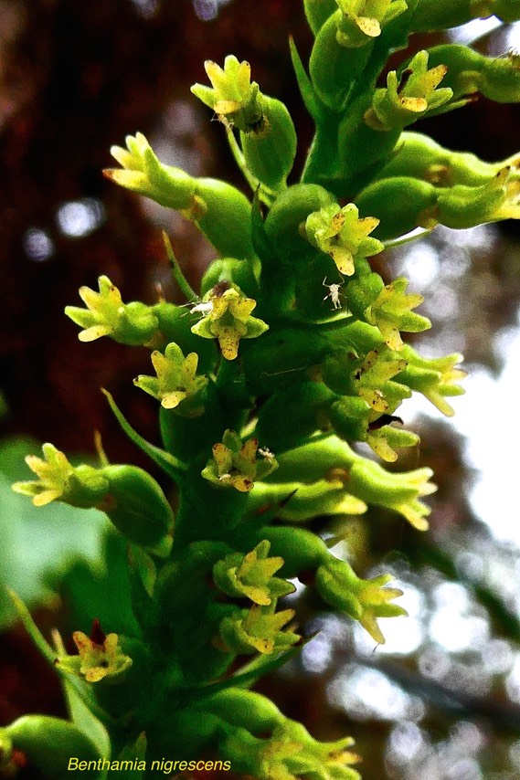 Benthamia nigrescens.( détail hampe florale )orchidaceae.indigène Réunion.P1028270