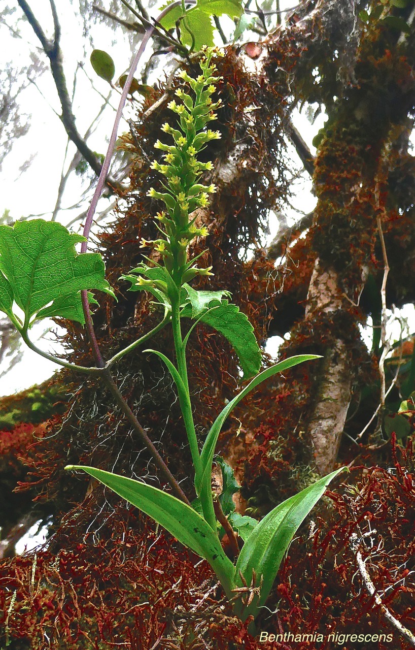 Benthamia nigrescens.orchidaceae.indigène Réunion.P1028268