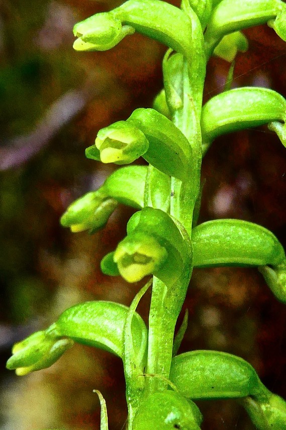 Benthamia sp . orchidaceae. P1028215