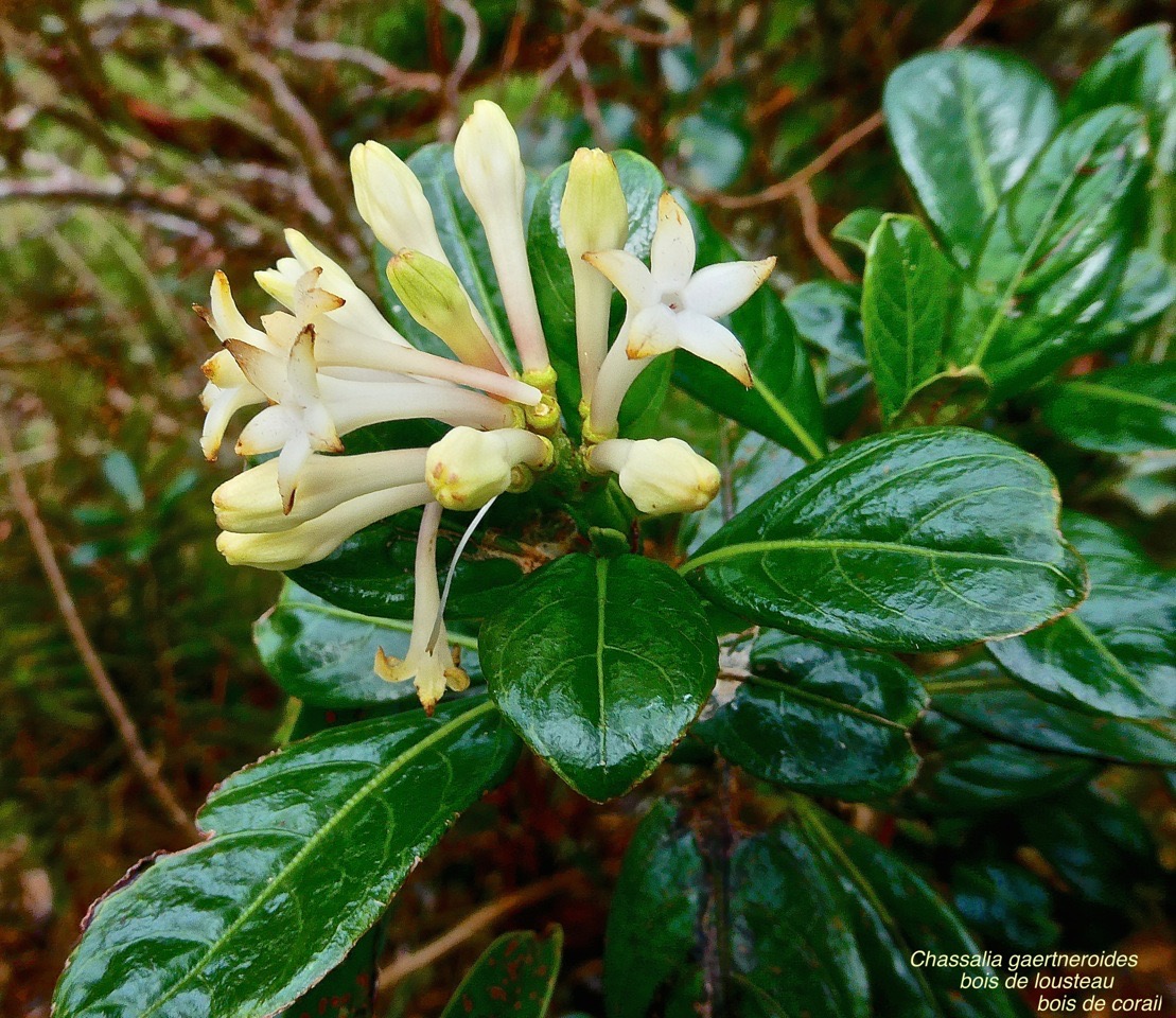Chassalia gaertneroides.Bois de corail. bois de lousteau. rubiaceae.endémique Réunion.P1028432
