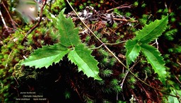 Clematis mauritiana .liane marabit.liane arabique. (jeunes feuilles .) ranunculaceae..P1028258