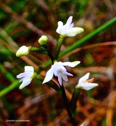 Cynorkis coccimelloides.orchidaceae.indigène Réunion.P1028159