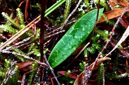 Cynorkis coccinelloides .orchidaceae.indigène Réunion.P1028161