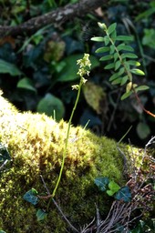Cynorkis falcata. (  une feuille à la base de la tige ) orchidaceae. endémique Réunion .P1028083-1