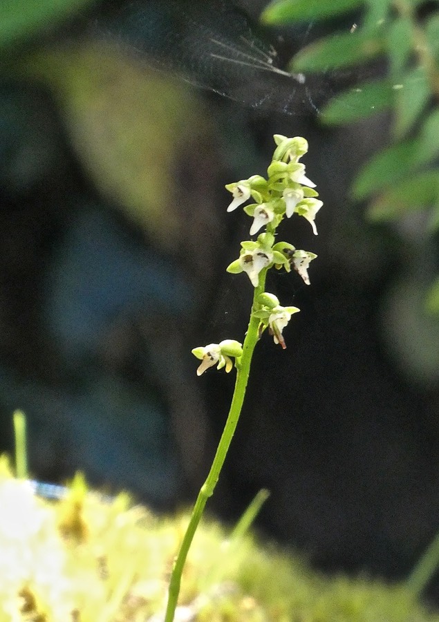 Cynorkis falcata.orchidaceae. endémique Réunion.P1028086