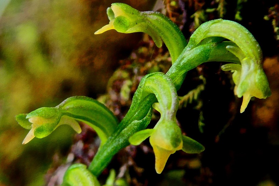 Cynorkis micrantha. ( Bennthamia exilis ) détail  inflorescence . orchidaceae.P1028476