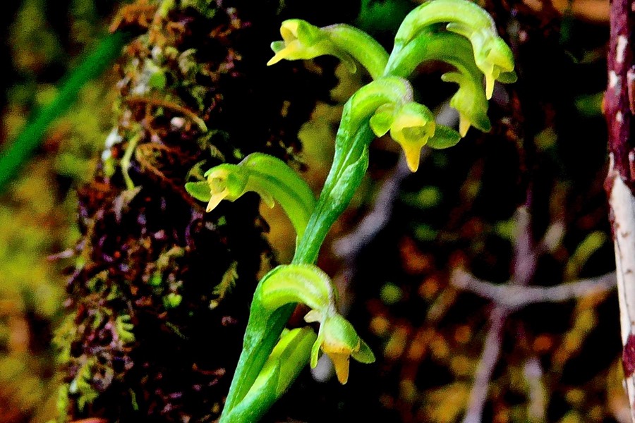 Cynorkis micrantha. ( Benthamia exilis  )  orchidaceae .P1028469