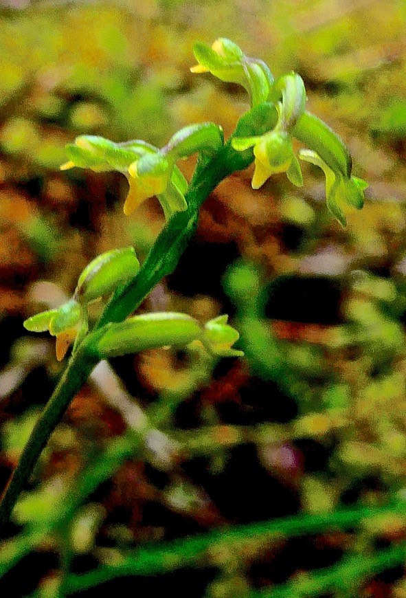 Cynorkis micrantha .( Benthamia exilis ) .hampe florale .orchidaceae. P1028468
