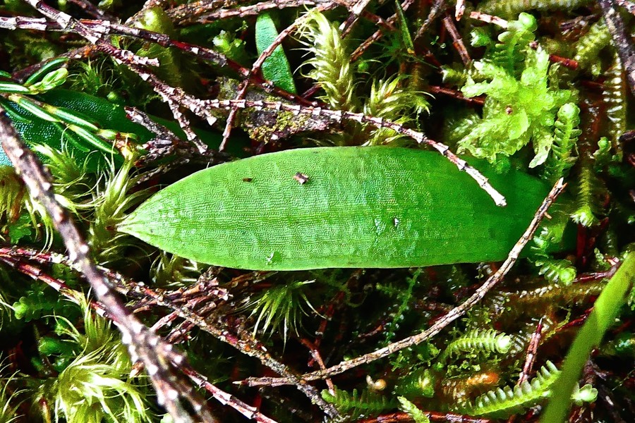 Cynorkis trilinguis. ( feuille ) orchidaceae. endémique Réunion.P1028226