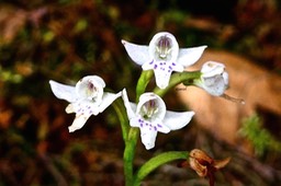 Cynorkis trilinguis. orchidaceae.endémique Réunion.P1028229