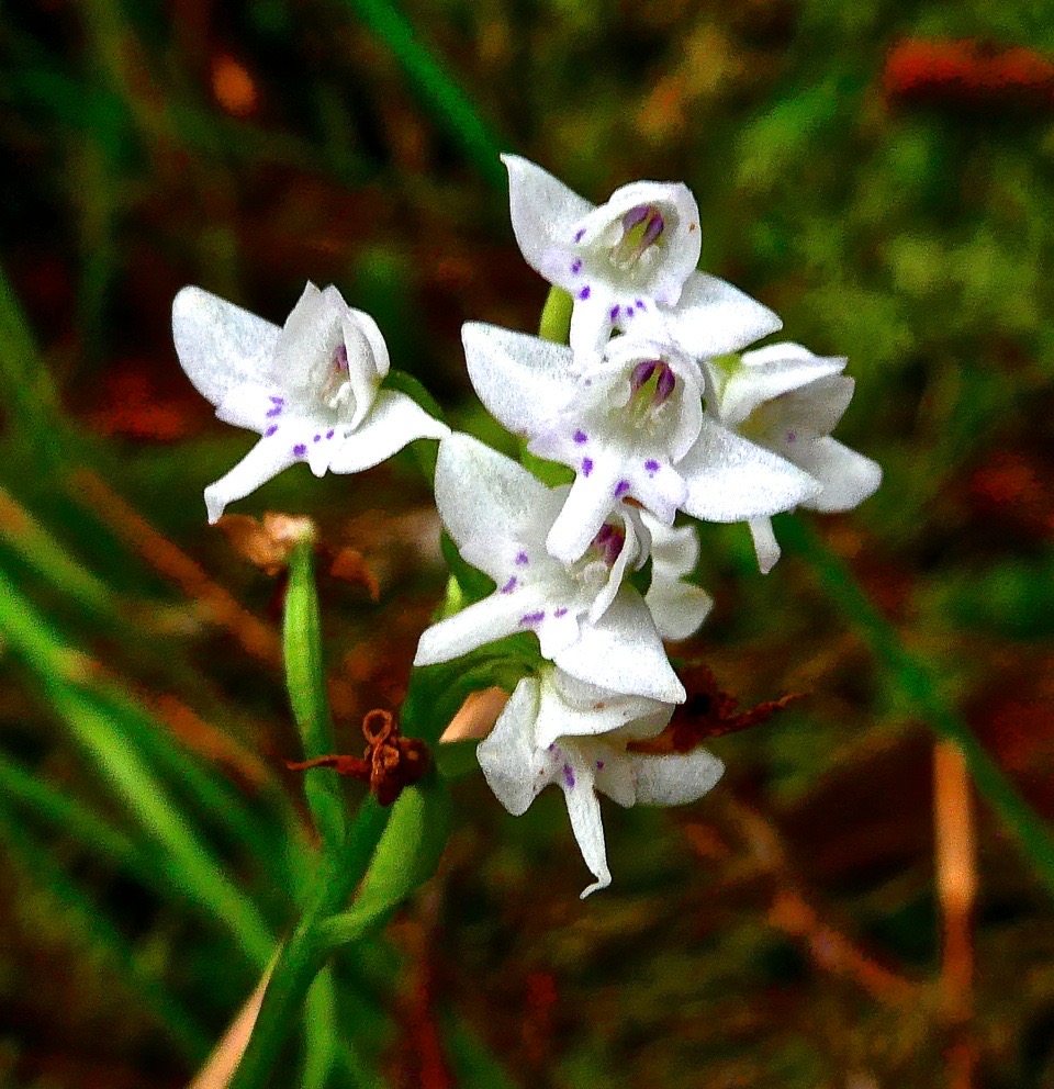 Cynorkis trilinguis.orchidaceae.endémique Rénion.P1028241