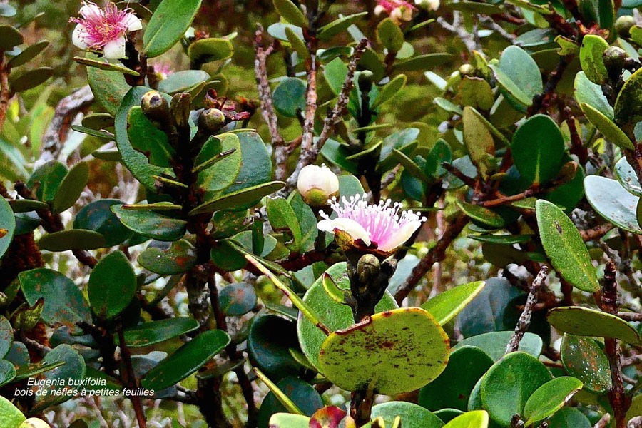 Eugenia buxifolia. bois de nèfles à petites feuilles.myrtaceae.endémique Réunion.P1028290