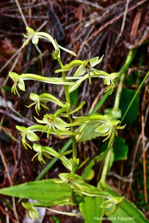 Habenaria frappieri. ( ex chloroleuca ) Ti maïs . orchidaceae.endémique Réunion.P1028316