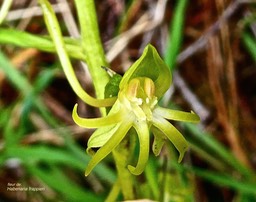 Habenaria frappieri. (ex chloroleuca ) Ti maïs  .fleur  . orchidaceae.endémique Réunion. P1028330