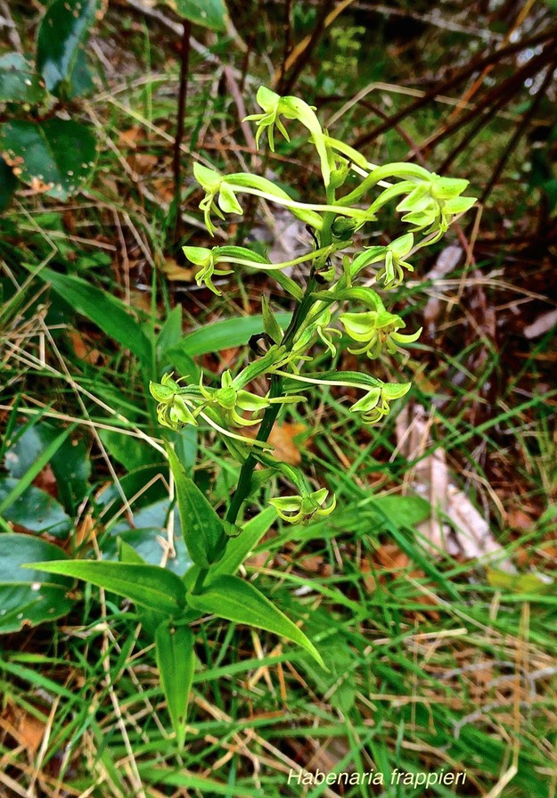 Habenaria frappieri.( ex chloroleuca ). ti maïs .orchidaceae.endémique Réunion. P1028400