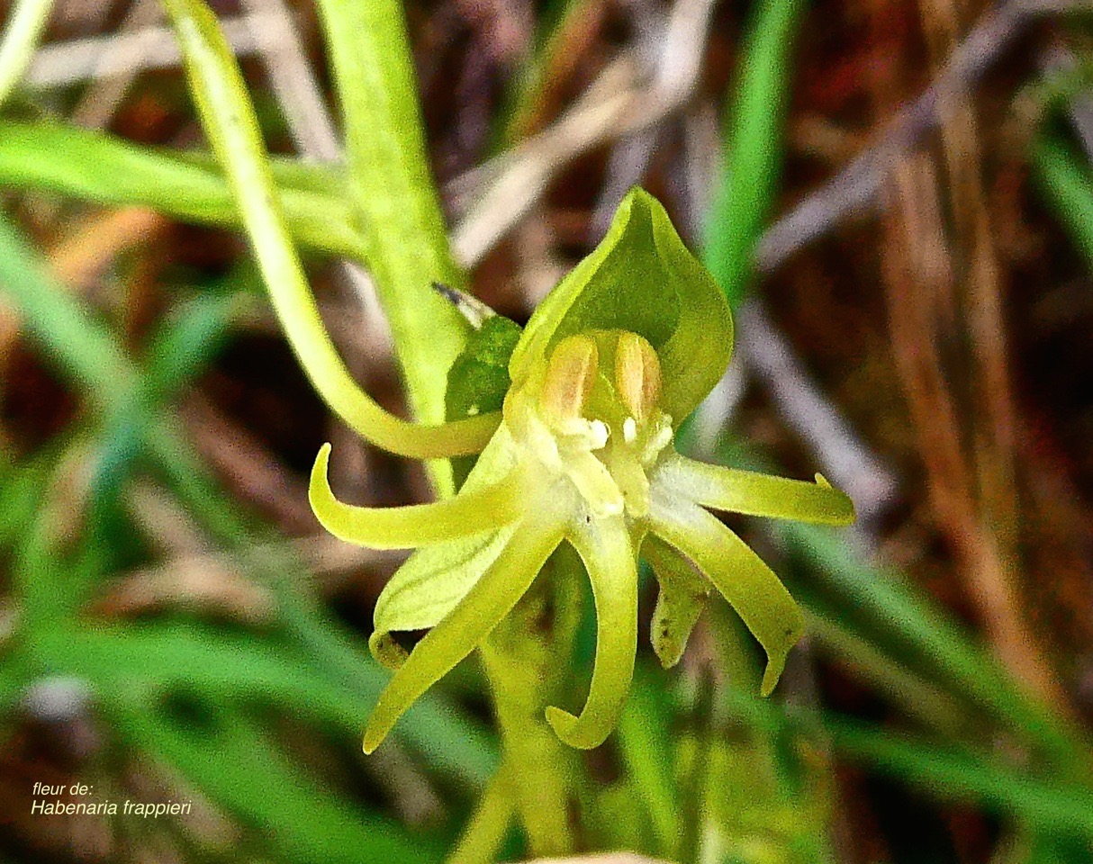 Habenaria frappieri. (ex chloroleuca ) Ti maïs  .fleur  . orchidaceae.endémique Réunion. P1028330