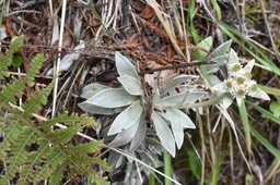 Helichrysum arnicoides - Petit velours - ASTARACEAE - Endémique Réunion