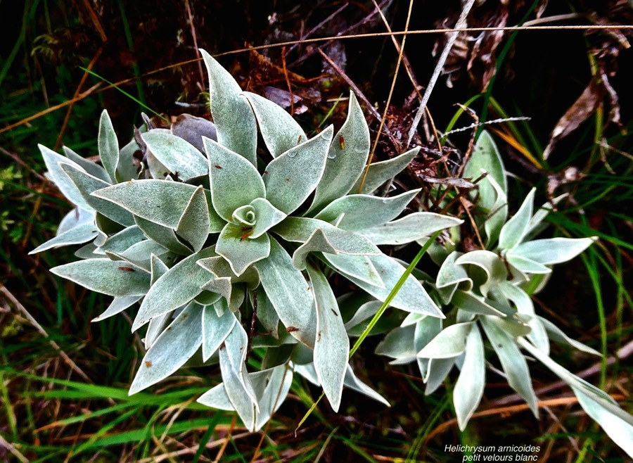Helichrysum arnicoides.petit velours blanc.asteraceae.endémique Réunion.P1028151