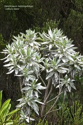 Helichrysum heliotropifolium .velours blanc.asteraceae.endémique Réunion.P1028157